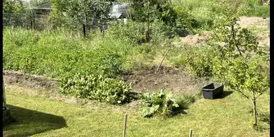 wild bewachsenes Gemüsebeet, zu einem Drittel urbar gemacht