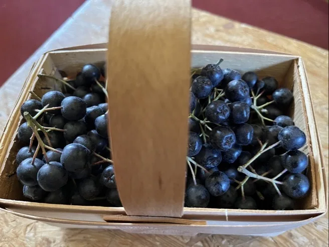 Ein kleiner Spankorb mit Schwarzer Apfelbeere (Aronia)