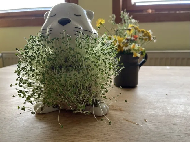 Weißer, keramischer Igel- oder Otter-förmiger Blumentopf mit geschlossenen Augen, schwarzer Nase und vielen dicht wachsenden grünen Keimsprossen, die vorne über die „Pfoten“ hängen. Im Hintergrund auf dem Holztisch ein dunkles Gefäß mit gelben und weißen Wiesenblumen und zwei schmale Fenster mit heller Außenbeleuchtung.