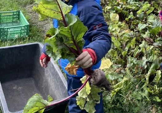 Eine Person in blauer Jacke mit norwegischer Flaggen-Aufnäher und roten Handschuhen hält eine frisch aus der Erde gezogene Rote Bete mit grünen Blättern und erdverschmutzter Knolle. Rechts und im Hintergrund liegen weitere Blattpflanzen, links ein leerer schwarzer Schubkarren und grüne Kunststoffkisten.