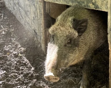 Ein dunkelbraun-grau gefärbtes Wildschwein mit borstenartigem Fell streckt den Kopf aus einer rechteckigen hölzernen Öffnung; die Schnauze ist heller und das Auge sichtbar. Vor der Öffnung liegt feuchte, aufgeweichte Erde mit Schlamm und Spuren.