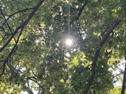 Sonnenscheibe leuchtet hell durch dichtes grünes Laub, von Lichtstrahlen umgeben. Mehrere dünne, dunkle Äste durchziehen das Bild diagonal.
