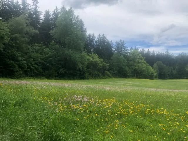 Blumenwiese im Bayerischen Wald