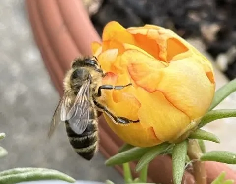 Nahaufnahme einer Biene auf einer gelben Blüte