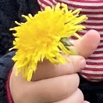 Löwenzahn in einer Kinderhand