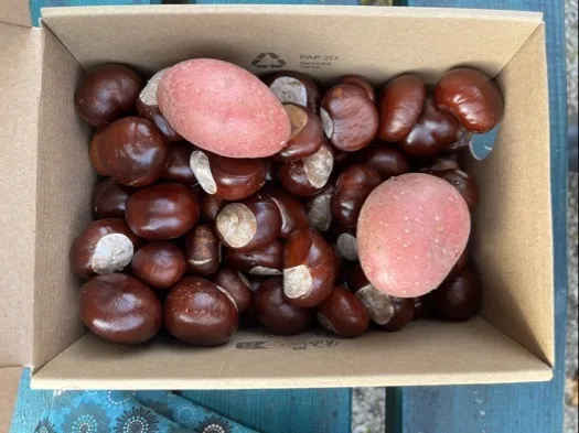 Offener Karton mit vielen glänzenden, dunkelbraunen, runden bis leicht ovalen Früchten mit teils helleren, flachen Stellen. Zwei matte, rosafarbene, ovale Knollen liegen obenauf.