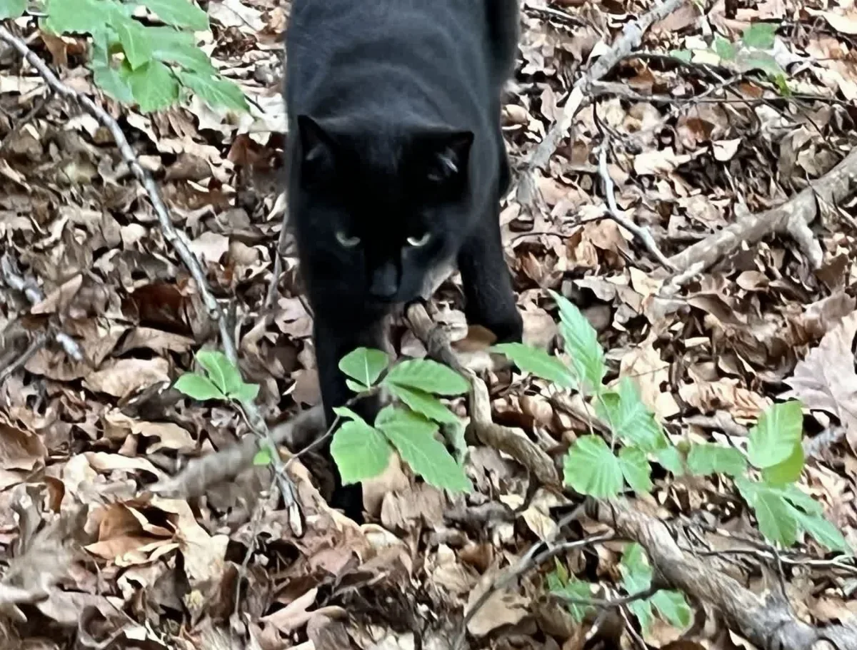 Schwarze Katze im Wald